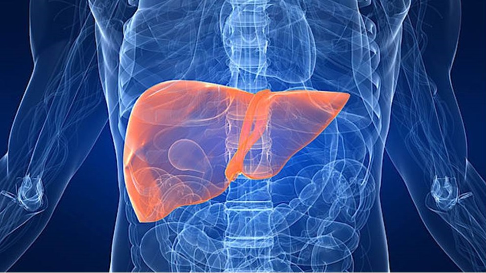 Enlarged view: Liver in the human body